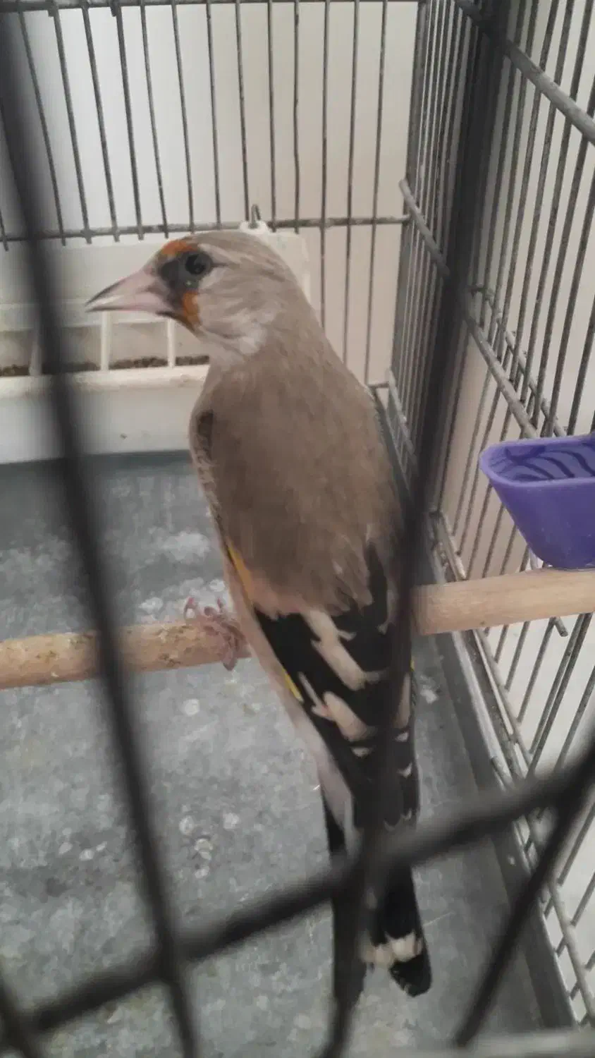 سهره کرمانی ماده|پرنده|پردیس, فاز ۹|دیوار