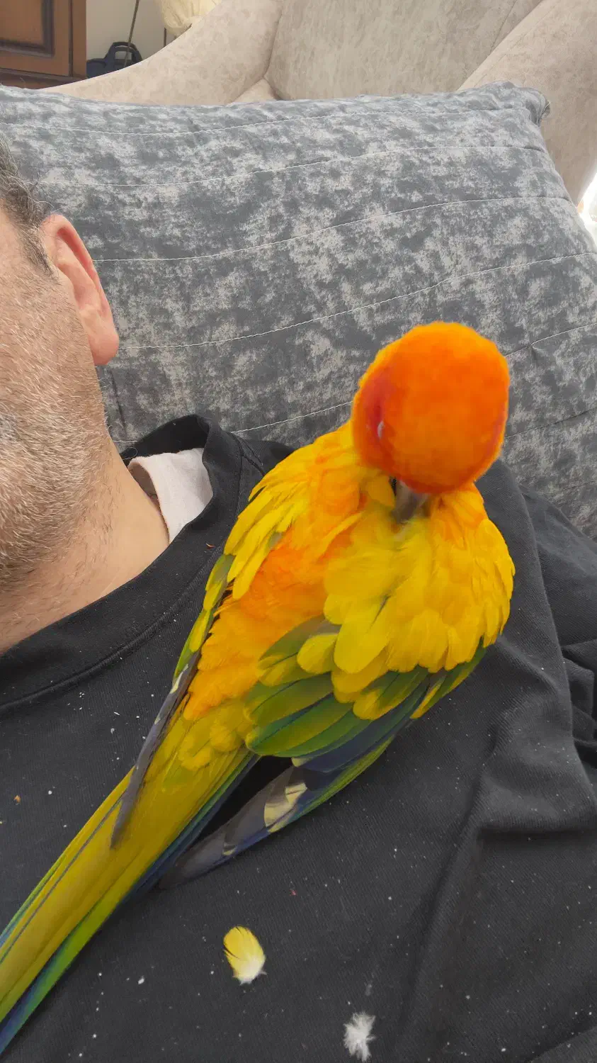 طوطی خورشیدی|پرنده|شهریار, شهرک وائین|دیوار