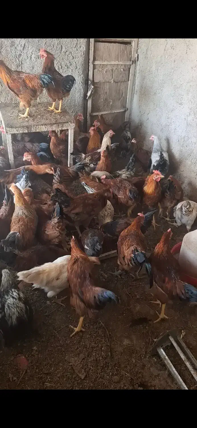 خروس بومی|حیوانات مزرعه|شاهینشهر, گرگاب|دیوار