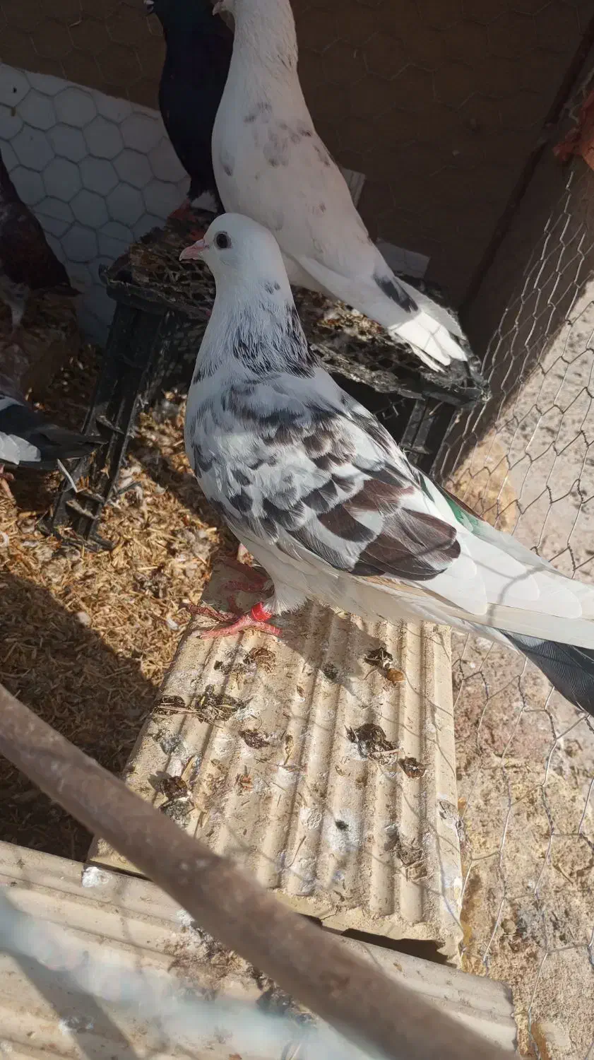 کبوتر|پرنده|طارم (زنجان), |دیوار