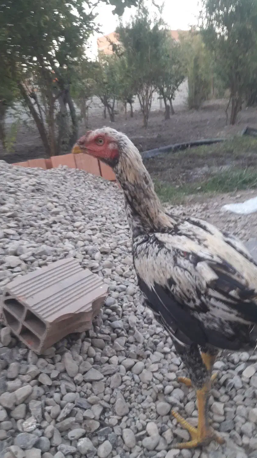 فر وش خروس لاری|حیوانات مزرعه|گرگان, |دیوار