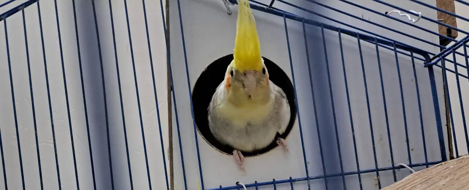 طوطی عروس مولد|پرنده|سبزوار, فیاض|دیوار