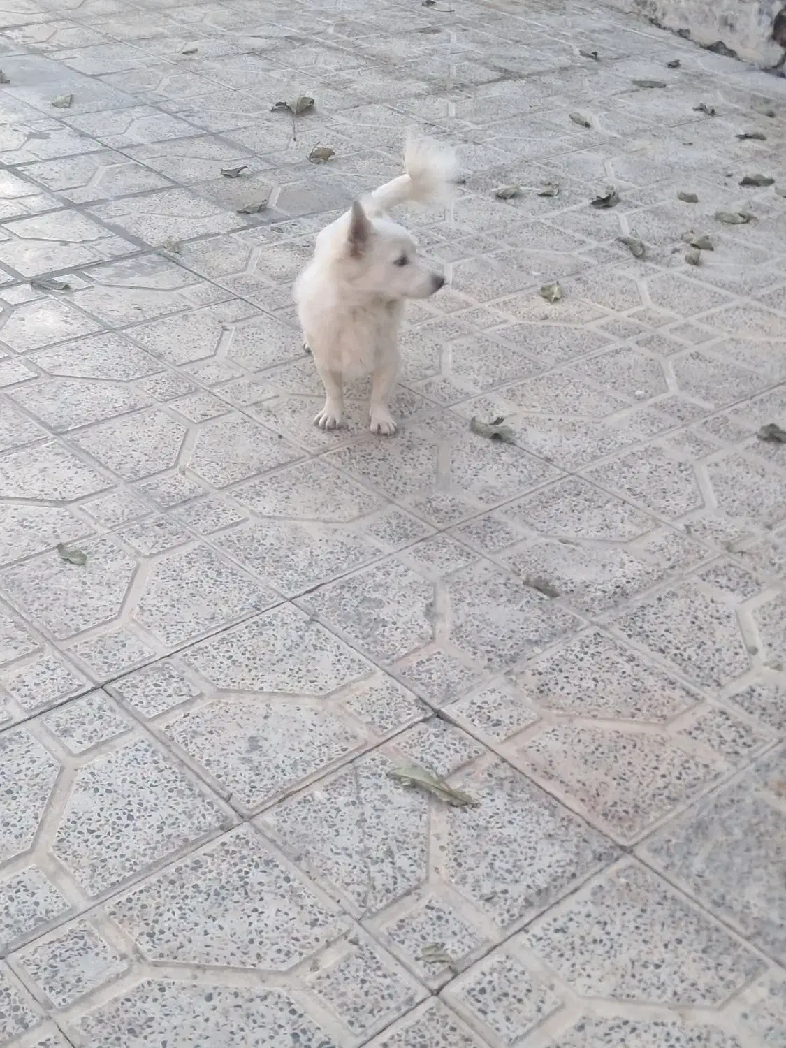 سگ خانگی بازیگوش|سگ|سنقر, |دیوار