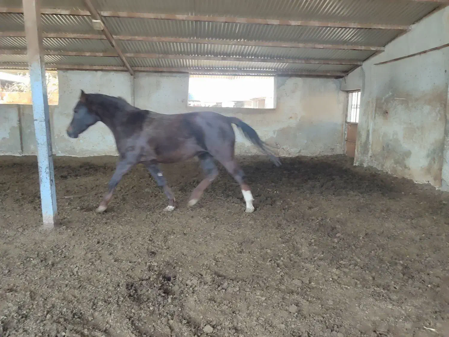 اسب ترکمن مادیان|اسب و تجهیزات اسبسواری|قزوین, |دیوار