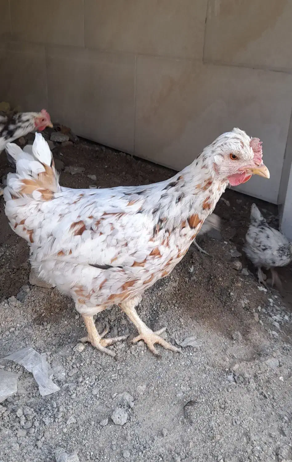 مرغ|حیوانات مزرعه|بروجرد, |دیوار