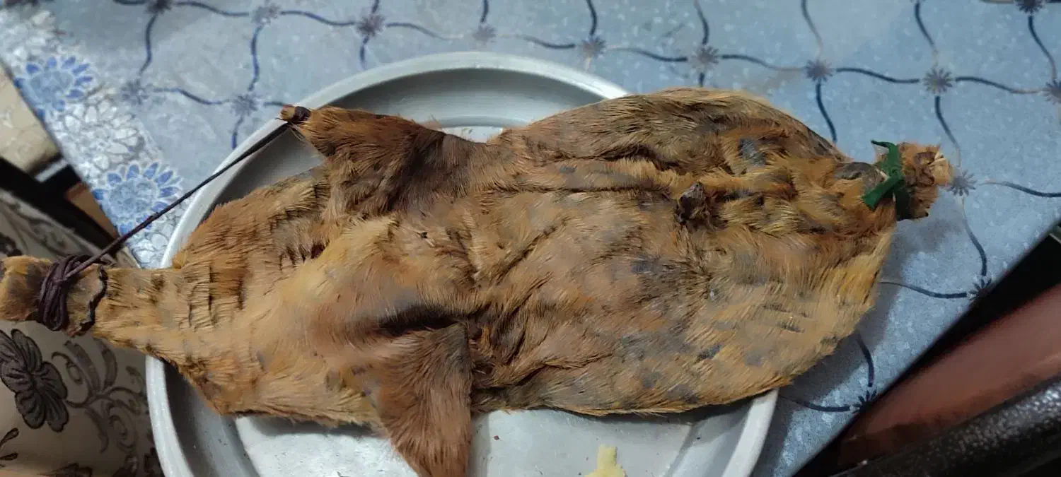 هیزه جاروغن|ظروف نگهدارنده، پلاستیکی، یک‌بارمصرف|بروجرد, |دیوار