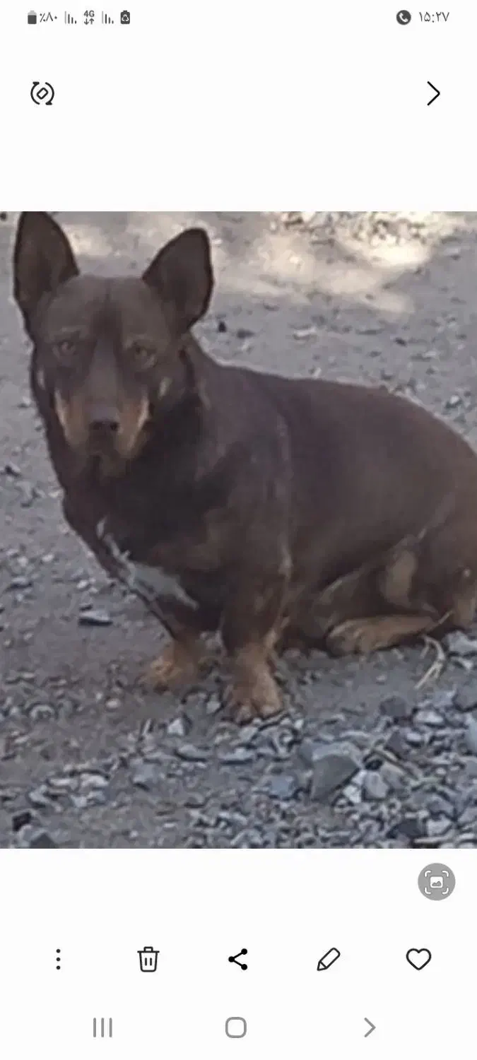 واگذاری پاکوتاه نر|سگ|بناب, |دیوار