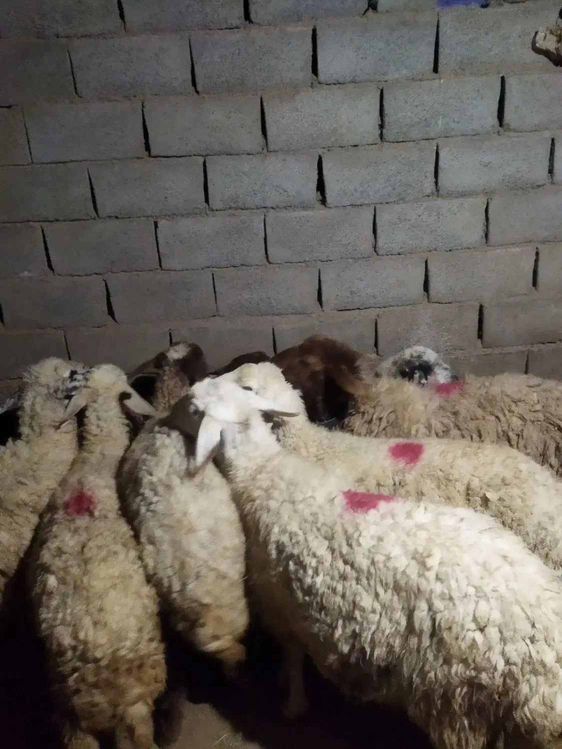 ۸ راس میش داشتی آبستن|حیوانات مزرعه|سبزوار, قصبه شرقی|دیوار