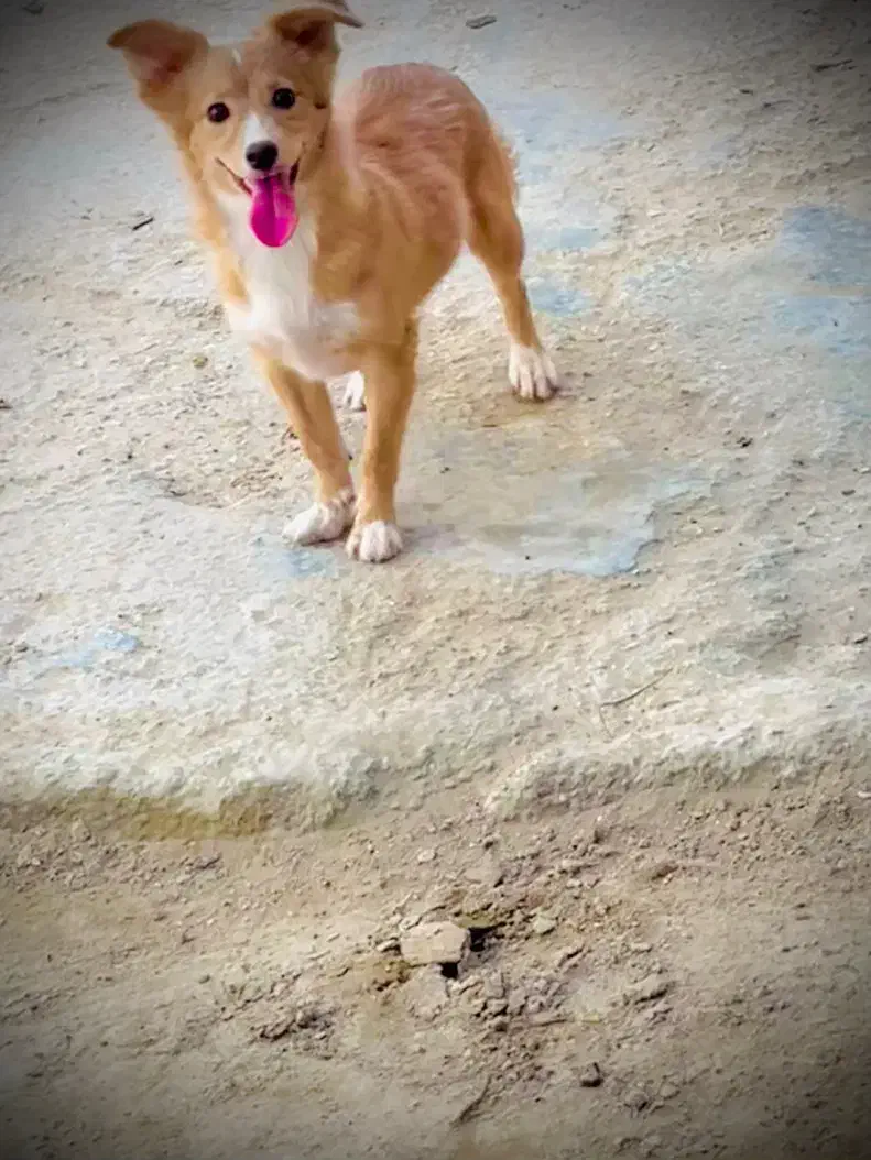 واگذاری|سگ|چابهار, |دیوار