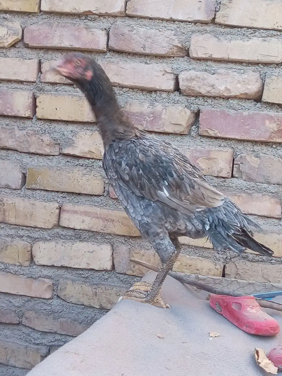 جوجه مرغ لاری|حیوانات مزرعه|تربت جام, کشتارگاه|دیوار