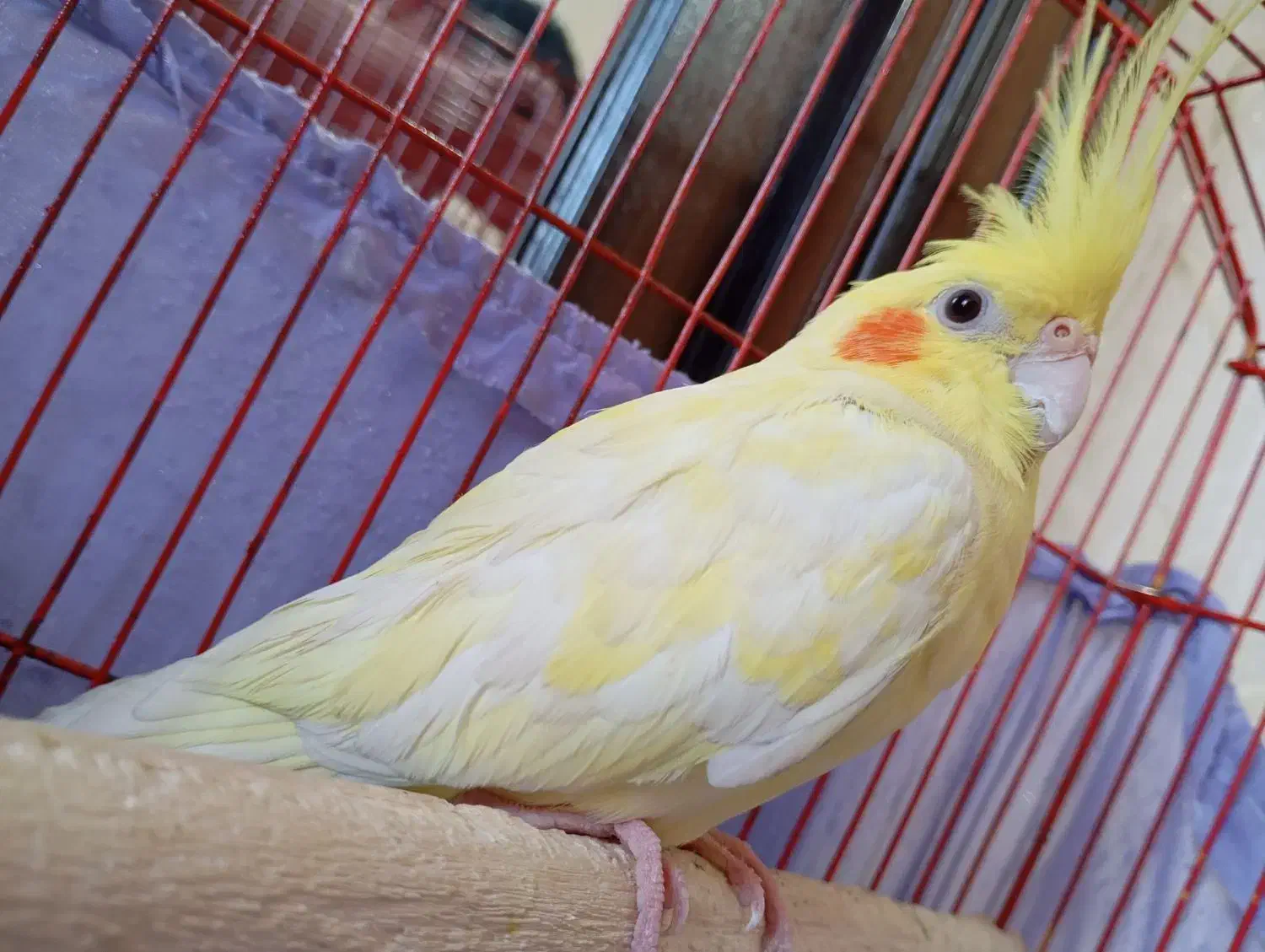 عروس هلندی لوتینو|پرنده|شاهدشهر, |دیوار