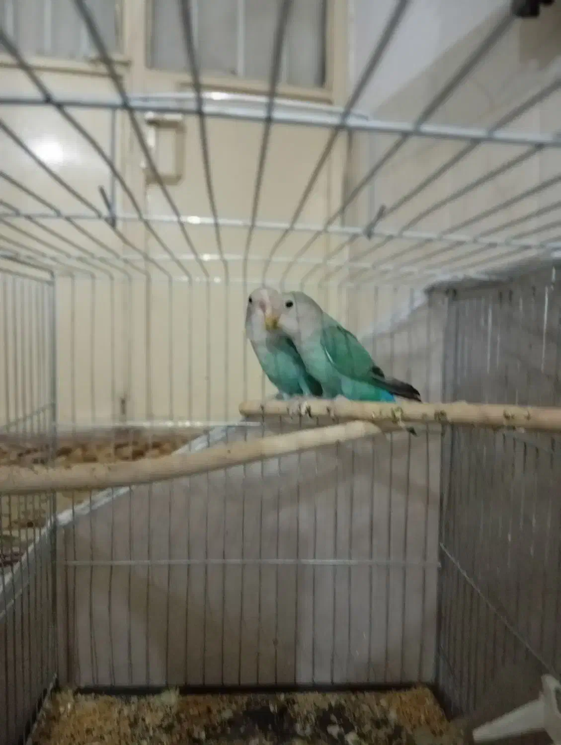 کوتوله|پرنده|بیرجند, |دیوار