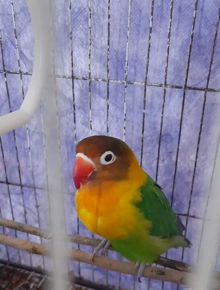 طوطی برزیلی|پرنده|دزفول, |دیوار