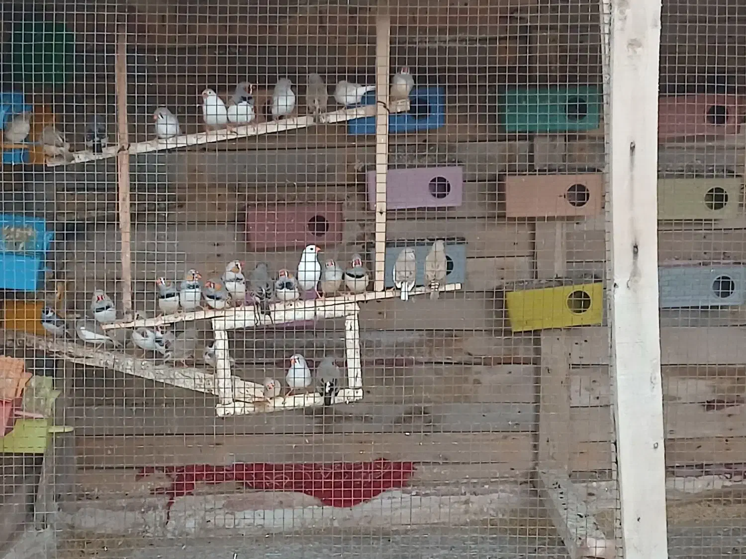 فنچ سرحال وعالی حدودا ۴۰ ۵۰ جفت|پرنده|چابهار, |دیوار