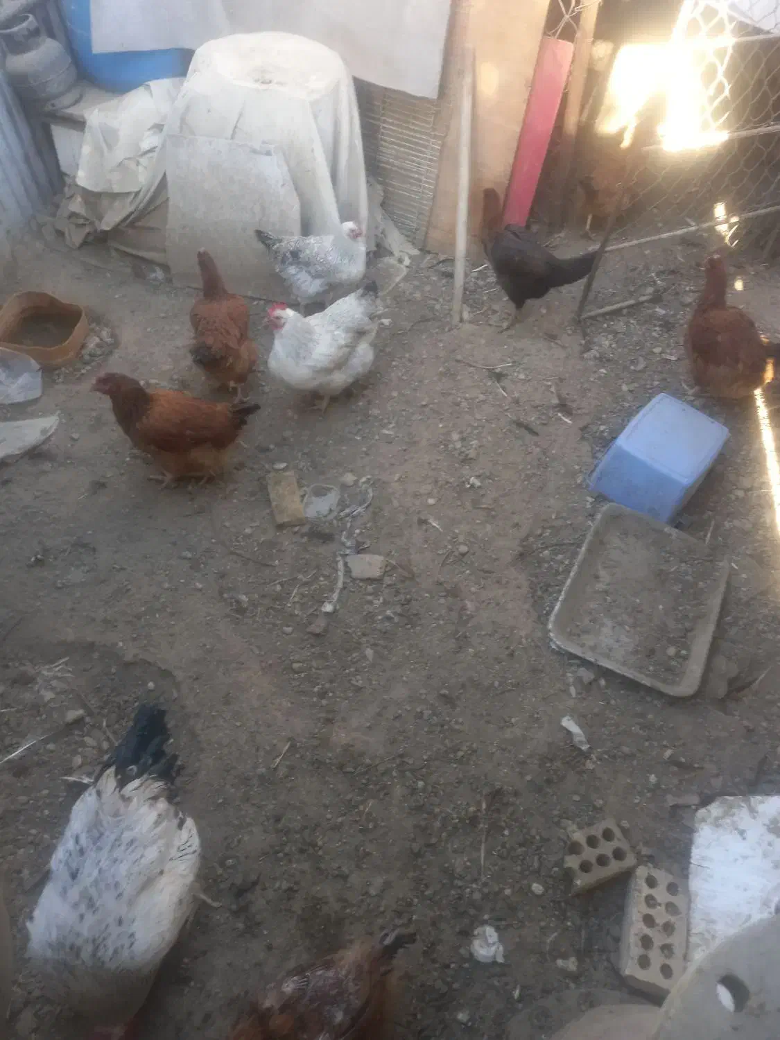 مرغ و خروس|حیوانات مزرعه|مشهد, نوید|دیوار