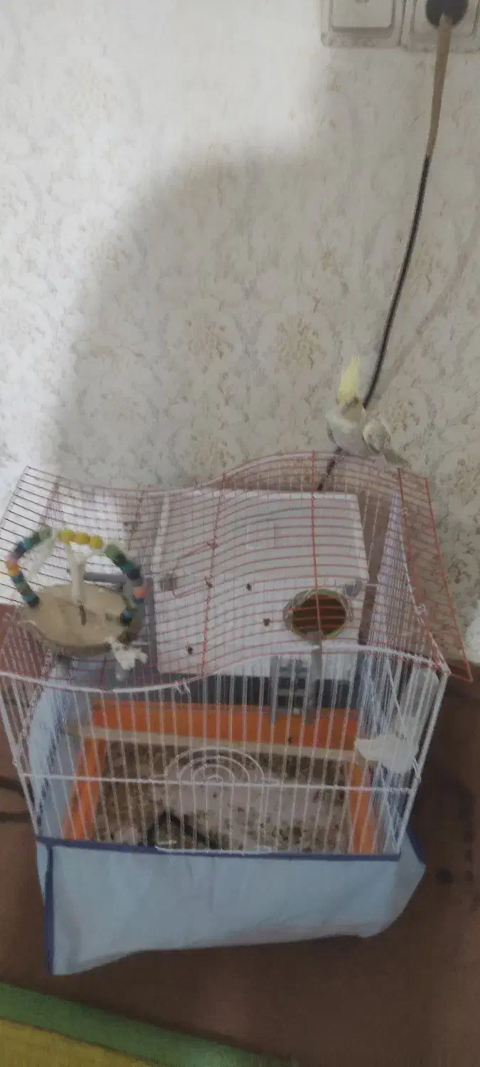 عروسی هلندی ماده باقفس|پرنده|اردبیل, |دیوار