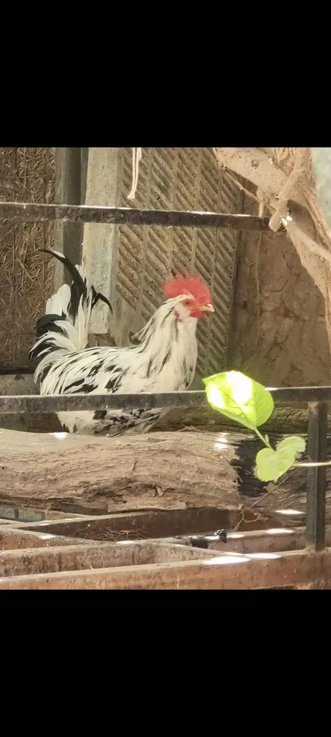 خروس گلین|حیوانات مزرعه|اردکان, |دیوار