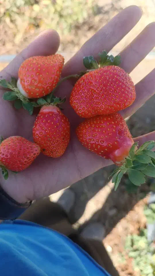 زمین آماده گلخانه ای  جهت مشارکت|فروش دفتر صنعتی، کشاورزی، تجاری|اردبیل, |دیوار