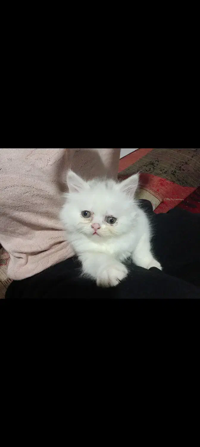 گربه پرشین سفید|گربه|گنبد کاووس, |دیوار