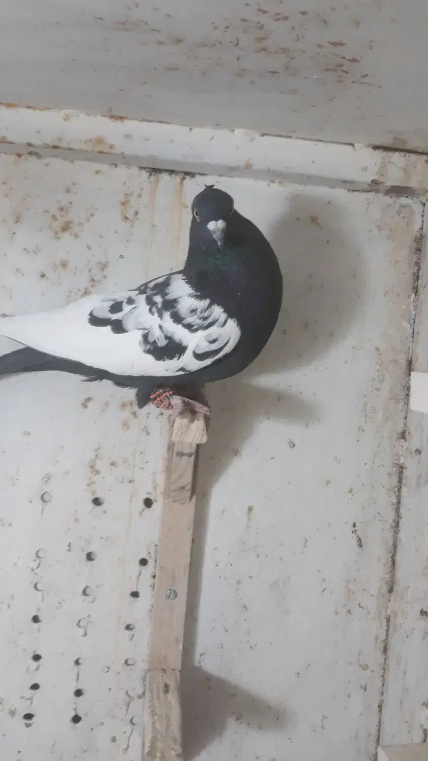 کبوتر سینه سیاه دوکت شیر|پرنده|صدرا-فارس, فاز ۲|دیوار