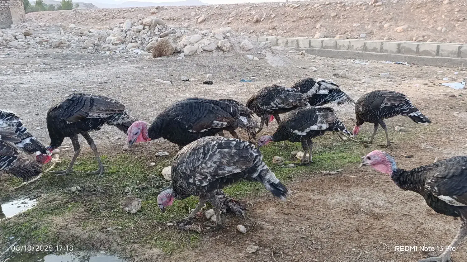 بوقلمون|حیوانات مزرعه|پلدختر, |دیوار