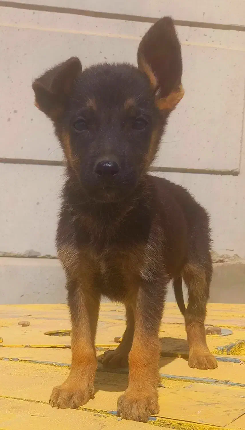 سگ ژرمن شیپرد جرمن کینگ سایز موکوتاه توله ( نر )|سگ|تهران, وردآورد|دیوار