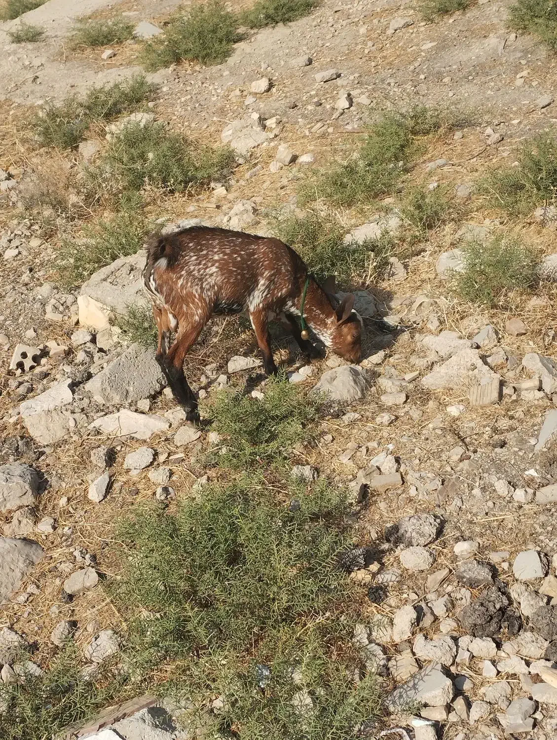بز و بزغاله صلاصه عربی|حیوانات مزرعه|ایذه, |دیوار
