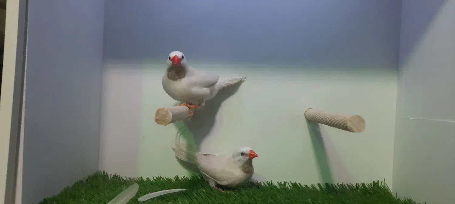 فنچ کراوات|پرنده|تهران, زنجان جنوبی|دیوار