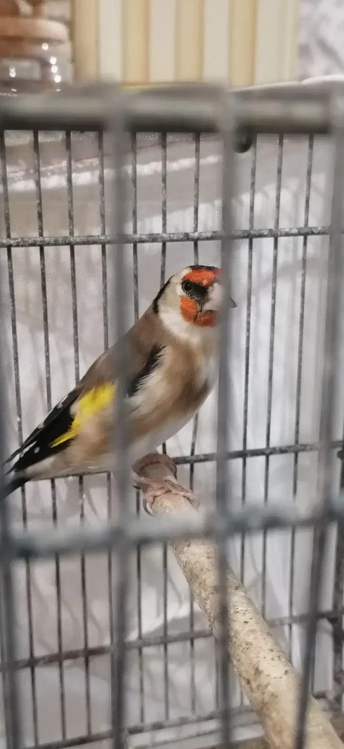 سهره نر|پرنده|فردیس, فردیس|دیوار