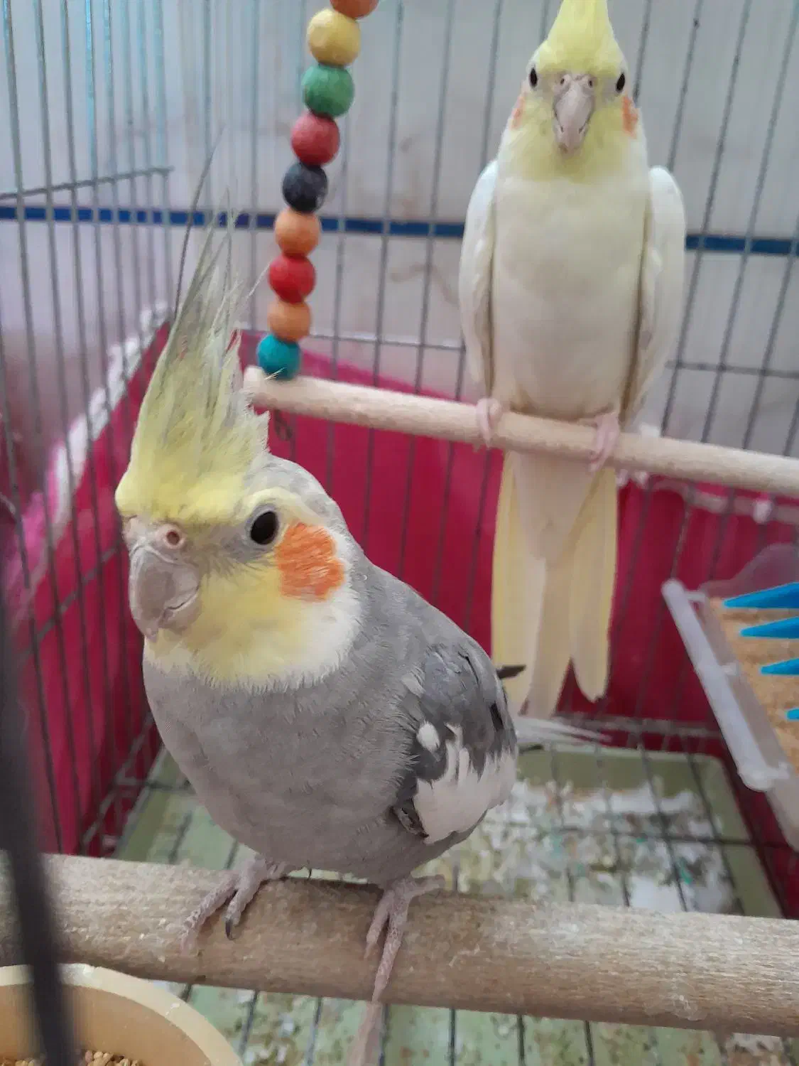 عروس هلندی نروماده|پرنده|اصفهان, مارچین|دیوار