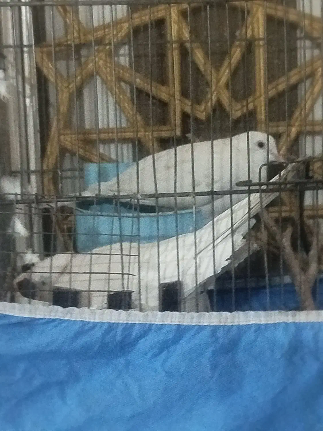 پرنده|پرنده|اهواز, کوی مندلی(سه راه خرمشهر)|دیوار