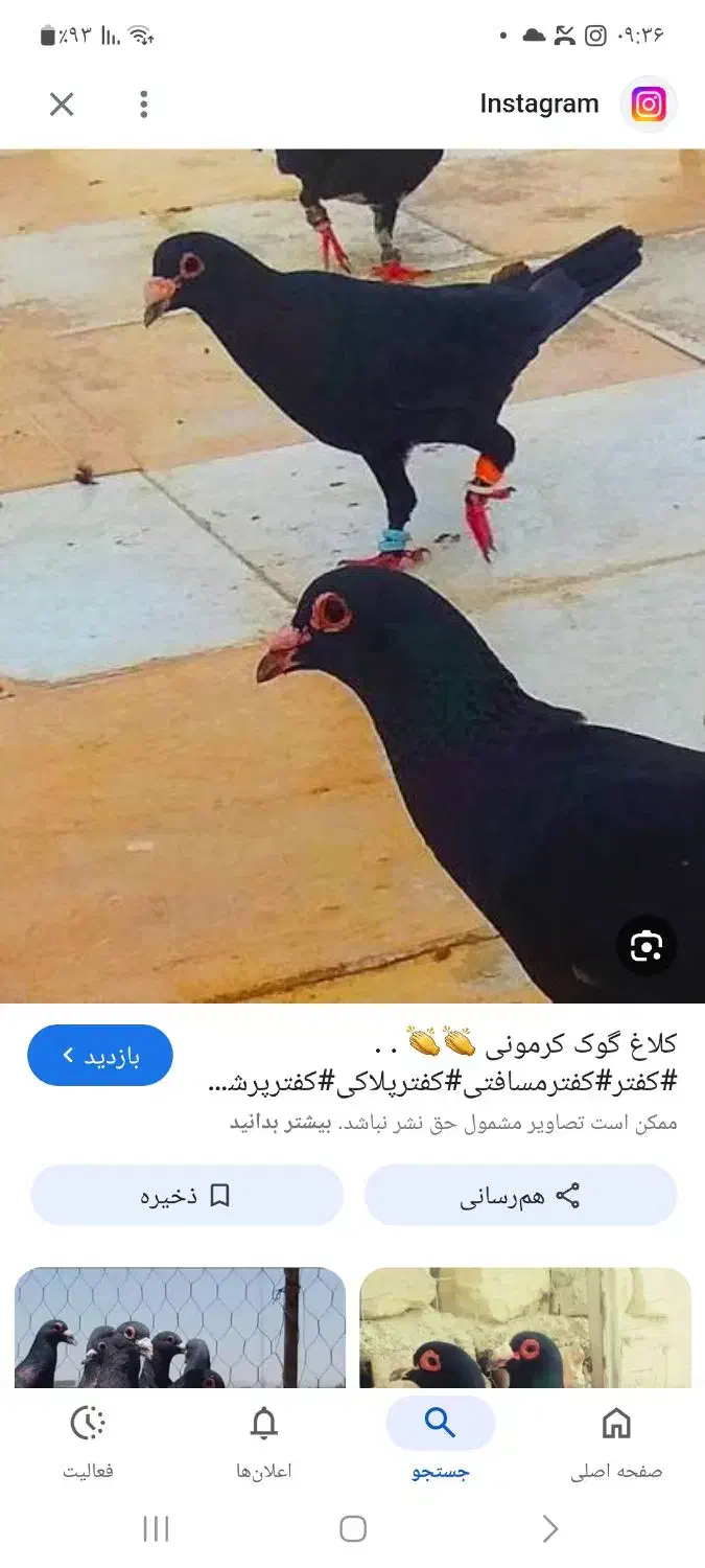 کلاغ|پرنده|رفسنجان, |دیوار