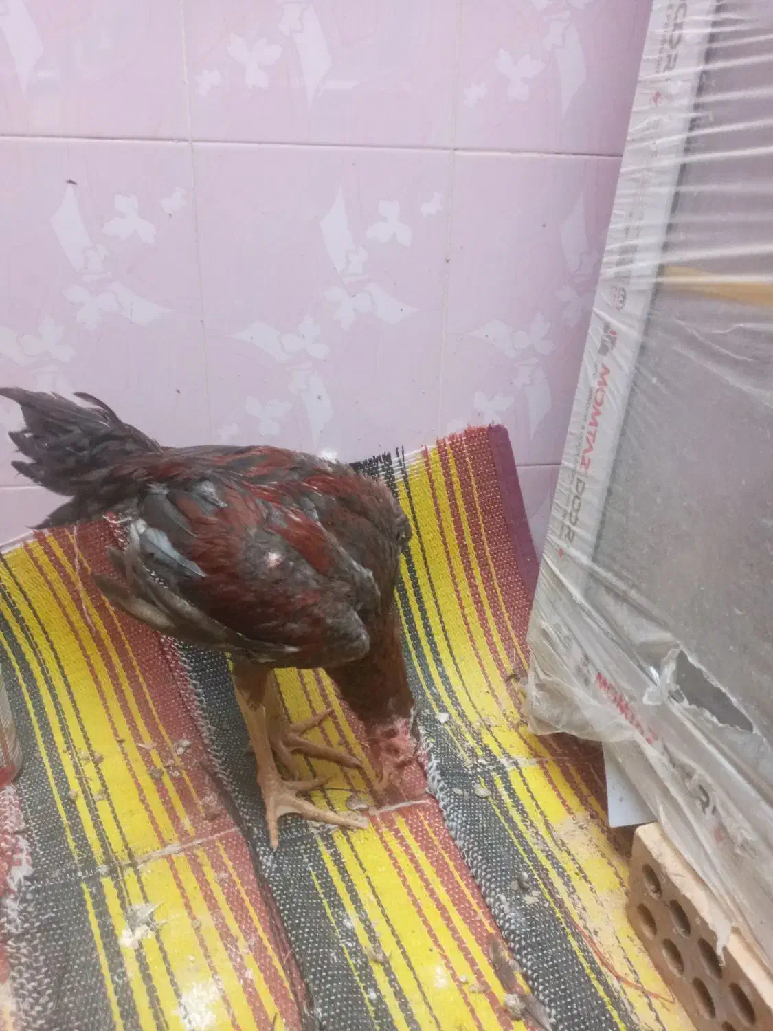 جوجه یا خروس لاری|حیوانات مزرعه|کلاله, |دیوار