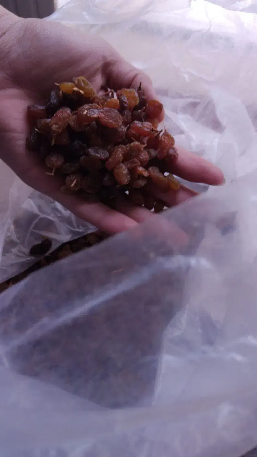 خشکبار و لبنیات|خوردنی و آشامیدنی|نیشابور, شهرک رسولی|دیوار