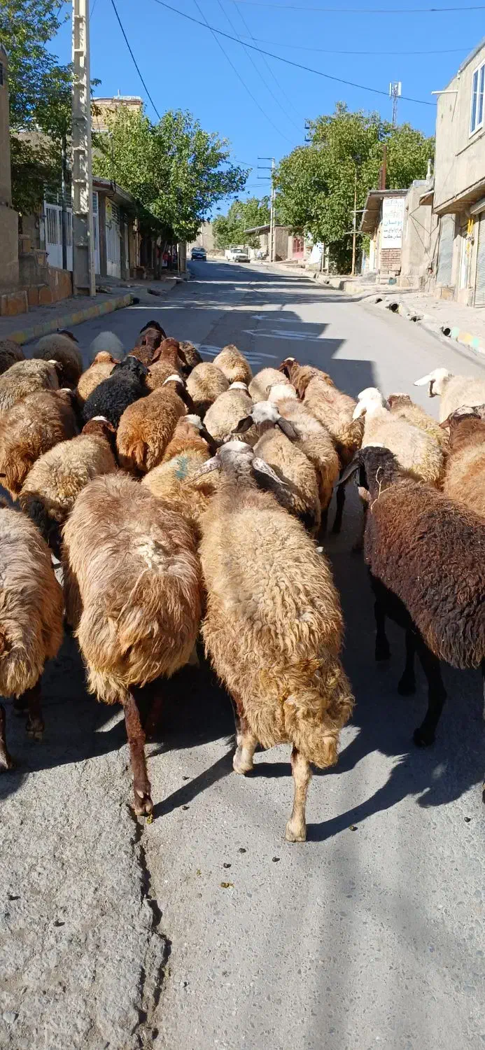 جوان ومالچه ۳۴راس میش یا گوسفند آبستن داشتی|حیوانات مزرعه|سنندج, |دیوار