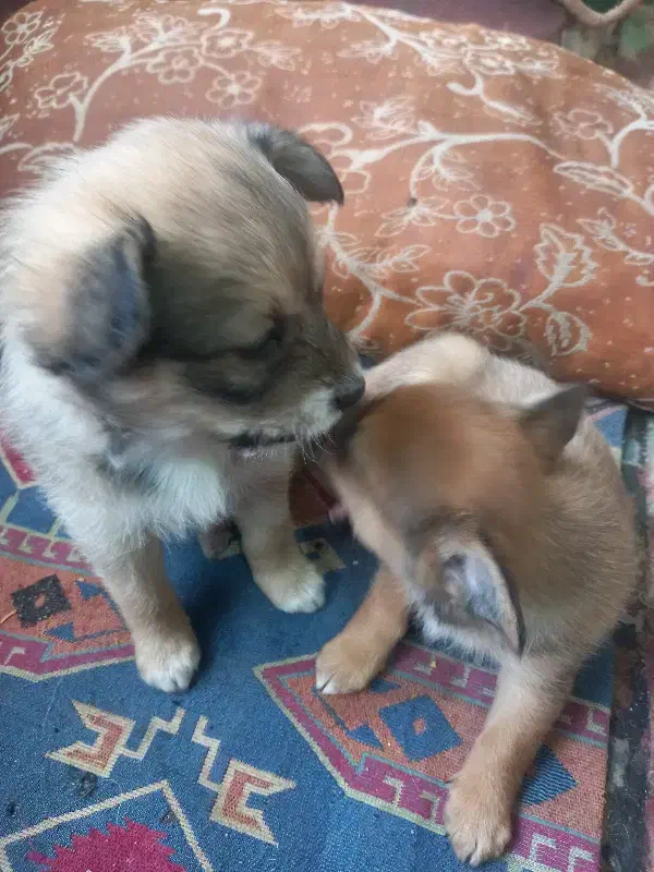 واگذاری|سگ|یزد, |دیوار