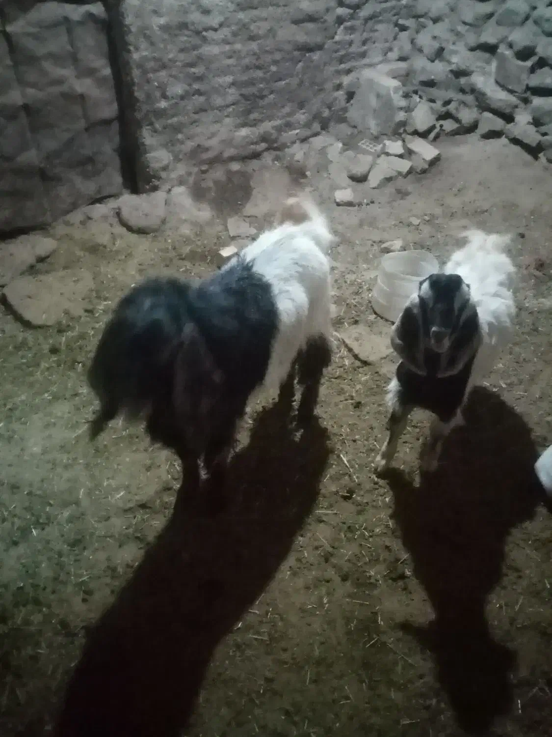 دوارس بزغاله نر|حیوانات مزرعه|دهگلان, |دیوار