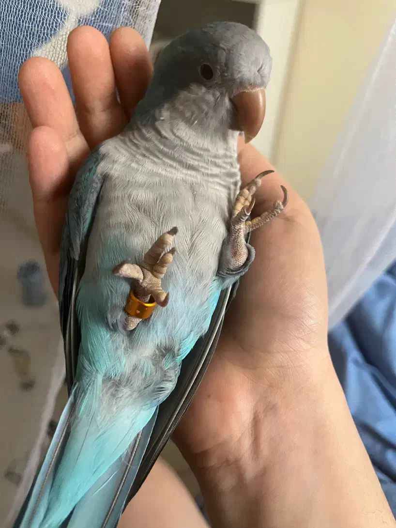 طوطی راهب ۵ ماهه با قفس و کیف حمل و غذا|پرنده|شهریار, شهریار|دیوار