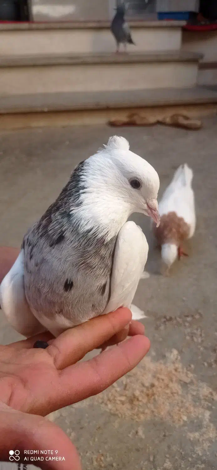 تعدادی طوقی دبال وکربلای و آلمانی پلاکی|پرنده|مینودشت, |دیوار