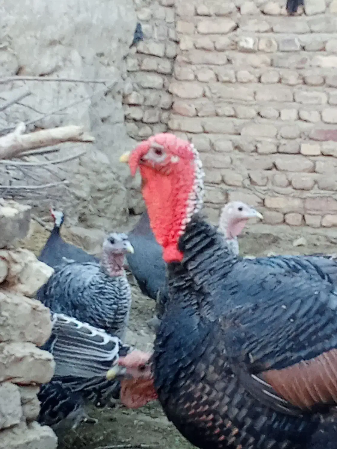 بوقلمون محلی|حیوانات مزرعه|خمک, |دیوار