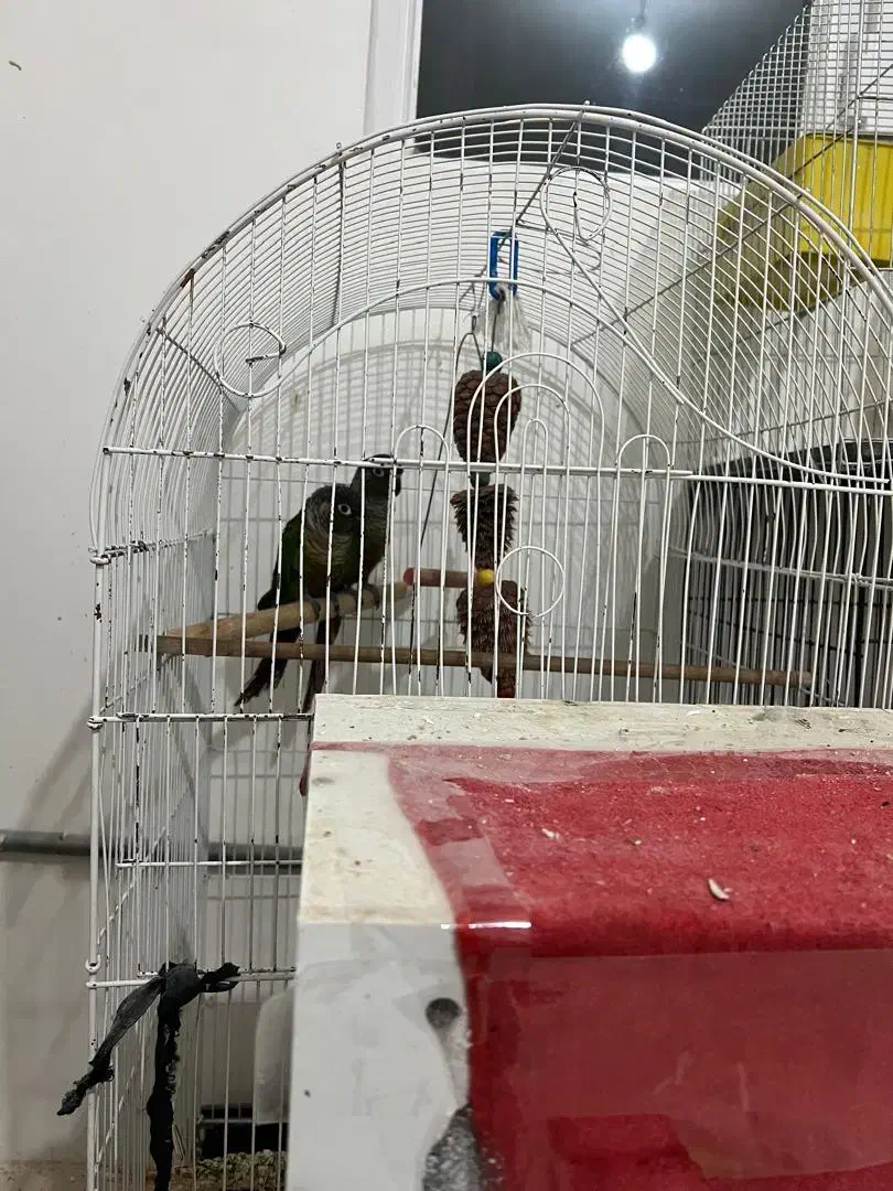 گرینجیک عروس هلندی مرغ عشق|پرنده|ارومیه, |دیوار