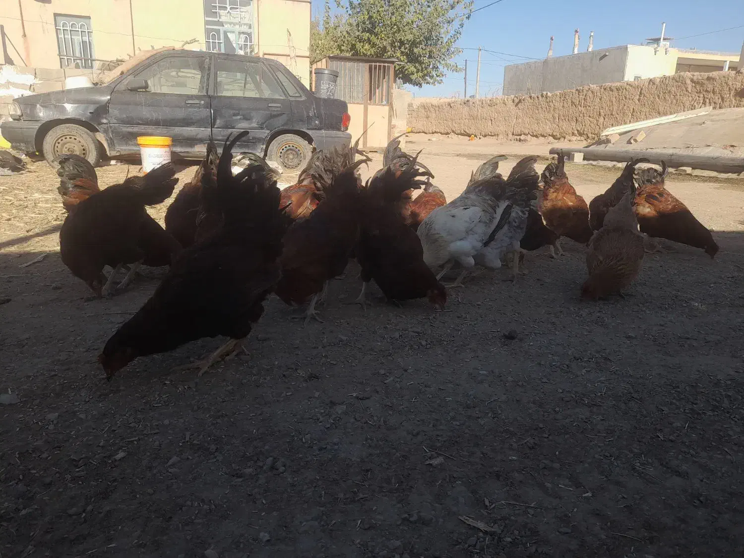 سلام خروس محلی جوان ۳۵ عدد فروش یکجا و تکی|حیوانات مزرعه|هلالی, |دیوار