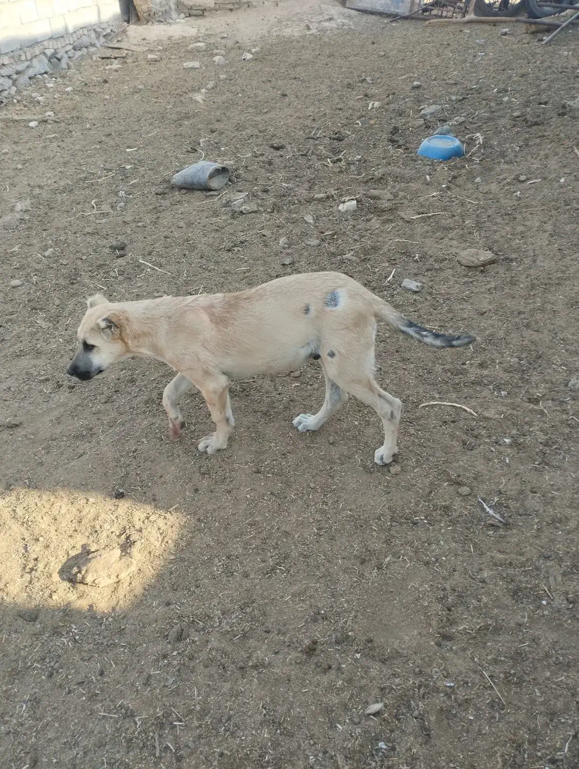 فروشی|سگ|جلگه رخ, |دیوار