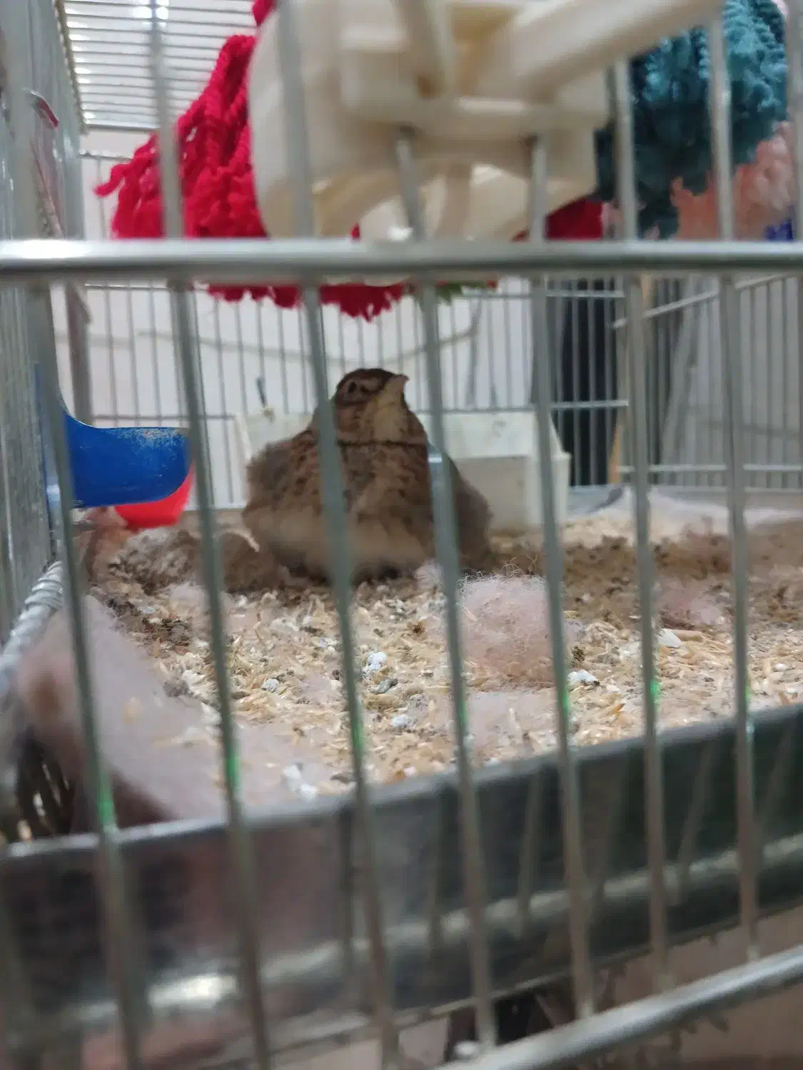 سهره خاکی|پرنده|نسیمشهر, |دیوار