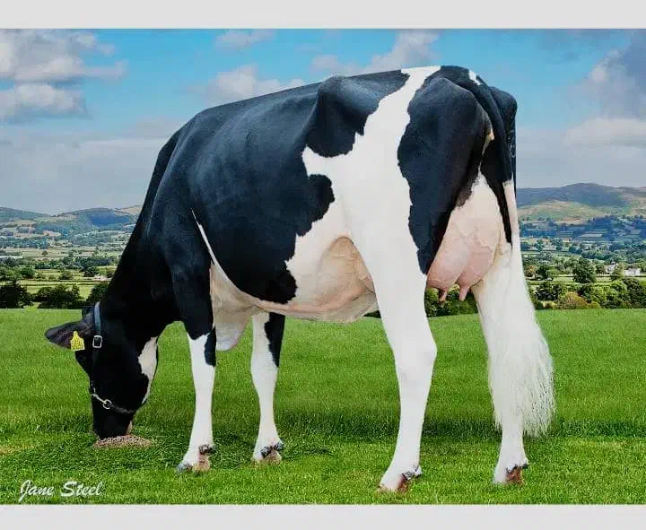 شیر محلی گاو دوغ ماست .نان خشک. بطری اب|خوردنی و آشامیدنی|پیربازار, |دیوار