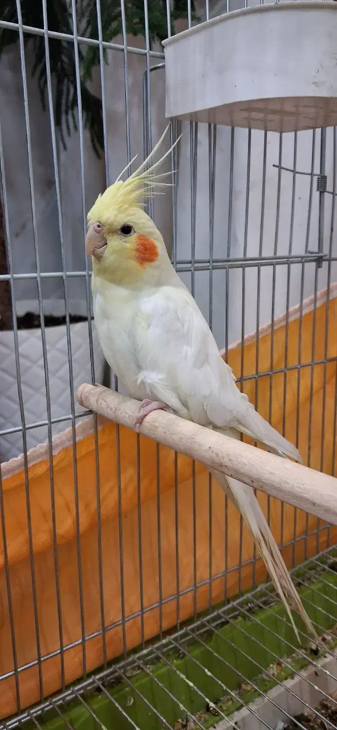 عروس هلندی لوتینو|پرنده|اصفهان, پوریای ولی|دیوار