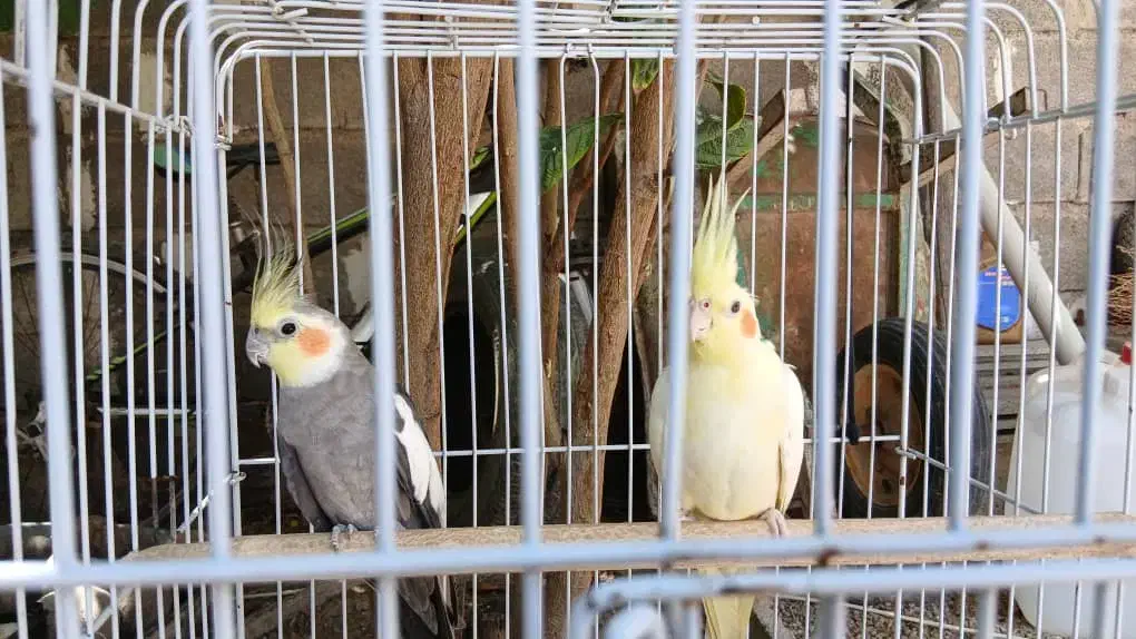 عروس هلندی|پرنده|شیراز, شهرک مفتح|دیوار