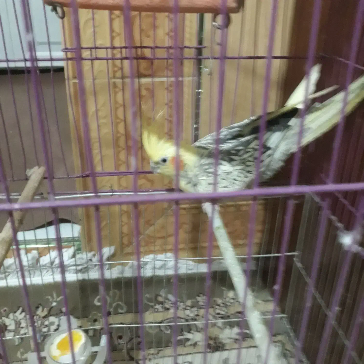 عروس هلندی|پرنده|بروجرد, |دیوار