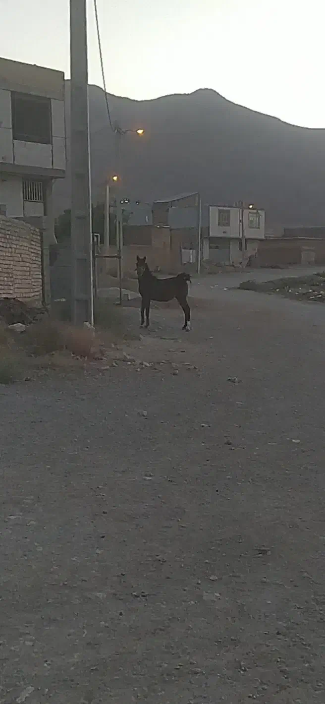 کره نریون|اسب و تجهیزات اسب‌سواری|بن, |دیوار