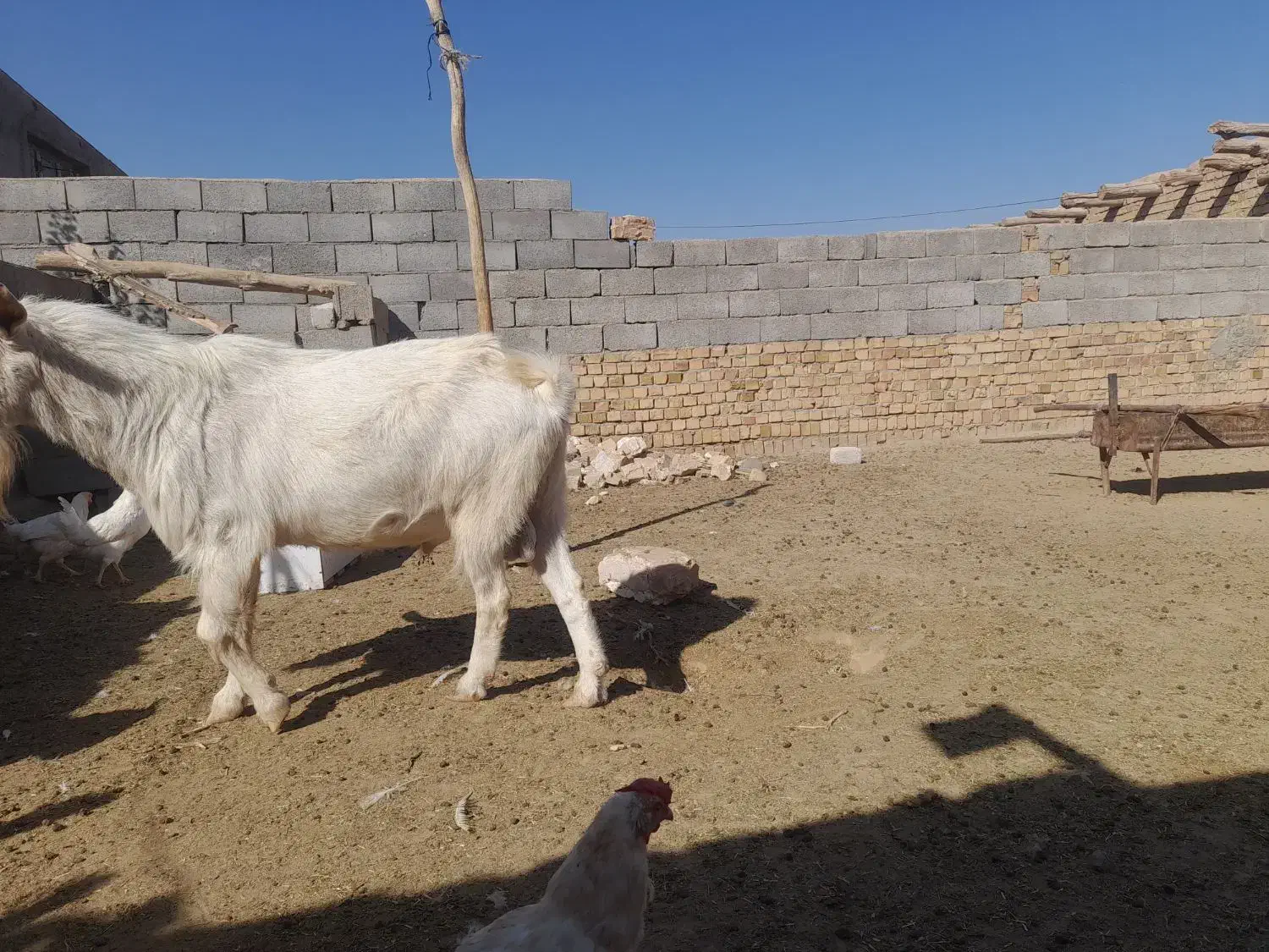 نر بز سانن|حیوانات مزرعه|جوین, |دیوار